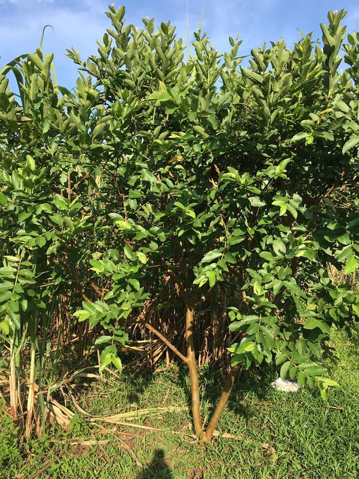 Do không làm & cần tiền nên nhà e bán khu đất tại xóm Mỵ - xã Yên Mông- tp. Hoà Bình.