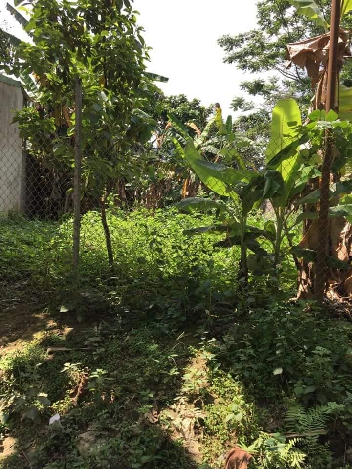 cần bán đám đất ở xã phương thiên đối diện trường cấp 2 phương thiên nhìn sang