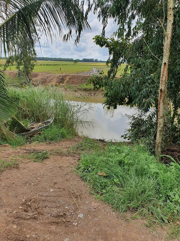 Chính chủ cần tiền làm ăn bán 13000m2 đất trồng lúa. ấp 4 xã phú lợi thanh bình đồng tháp