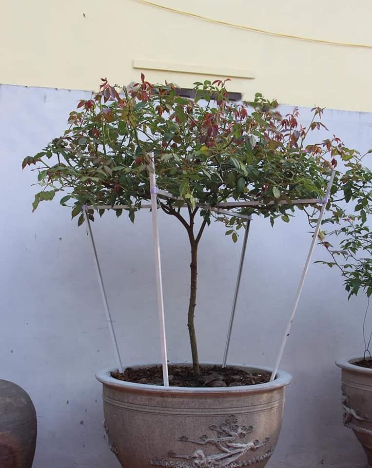 Bán nhà vườn phù hợp gia đình nào 3 thế hệ, trường mầm non, tiểu học, thcs cách chưa đến 1km.