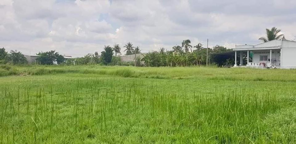 Cần bán gấp 762m2 đất vườn. Thuộc Khu minh Linh, P5, Tp Vĩnh Long, Tỉnh Vĩnh Long.