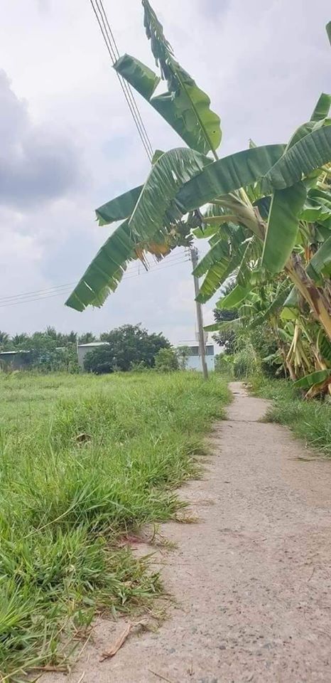 Cần bán gấp 762m2 đất vườn. Thuộc Khu minh Linh, P5, Tp Vĩnh Long, Tỉnh Vĩnh Long.