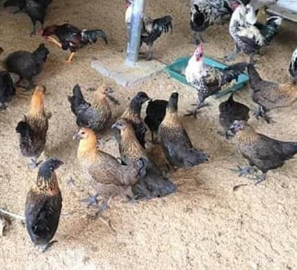 Bán nhà vườn phù hợp gia đình nào 3 thế hệ, trường mầm non, tiểu học, thcs cách chưa đến 1km.