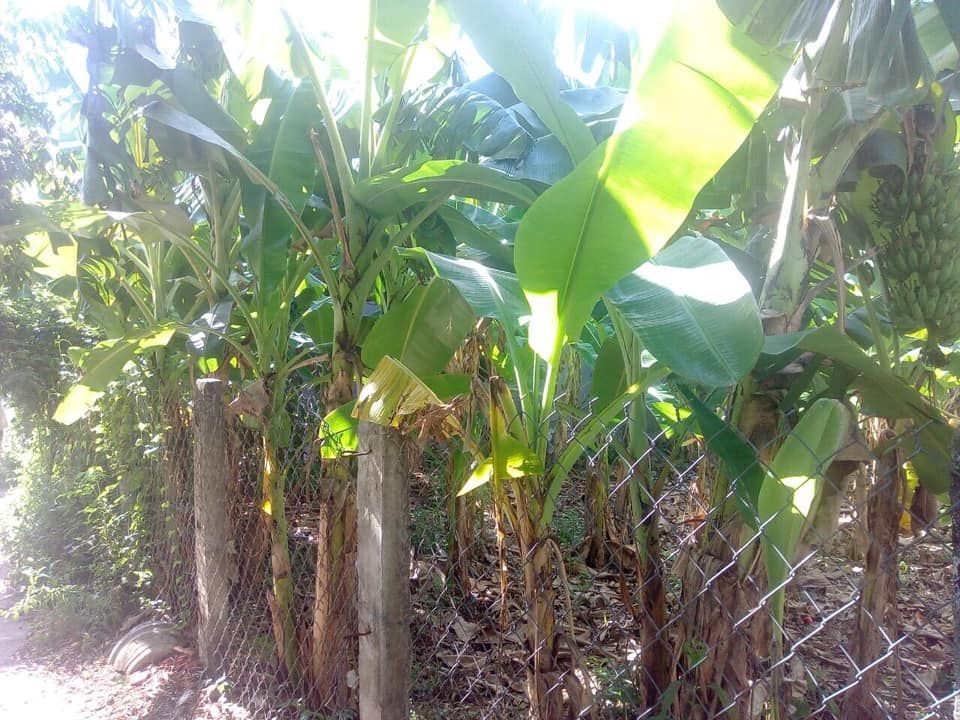 Cần bán nhanh lô đất đẹp nở hậu Quan Quang, Hoà kiến,Tuy Hoà,Phú Yên