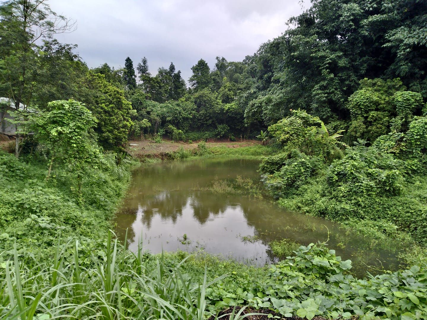 Bán nhà xuân giao 1,5 ha , có nhà xây cấp 4 , có đường bê tông vào tận ngõ , có ao to rộng 5000m2