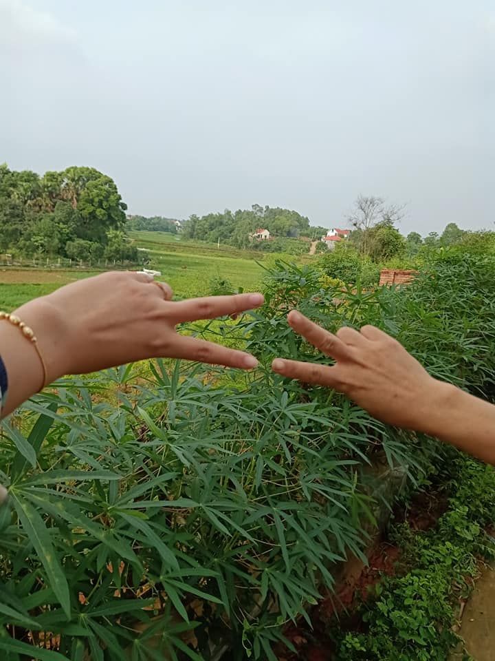 Chính chủ bán 1000m2 đất vườn khu 2 mới Thanh Đình Việt Trì, vị trí đẹp thoáng , thiện chí đt trực
