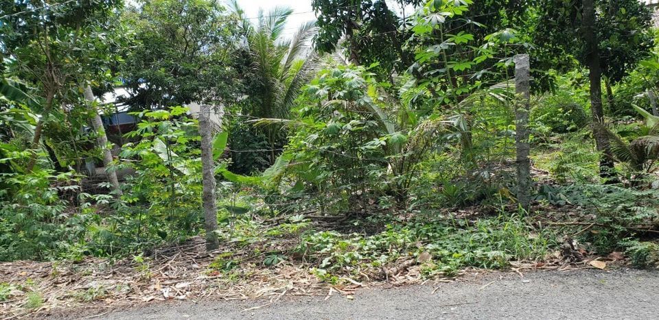 Bán đất đẹp vừa đủ cất kho bãi lộ nhựa 6m ấp Phước Ngươn B xã Phước Hậu huyện Long Hồ Tỉnh VL