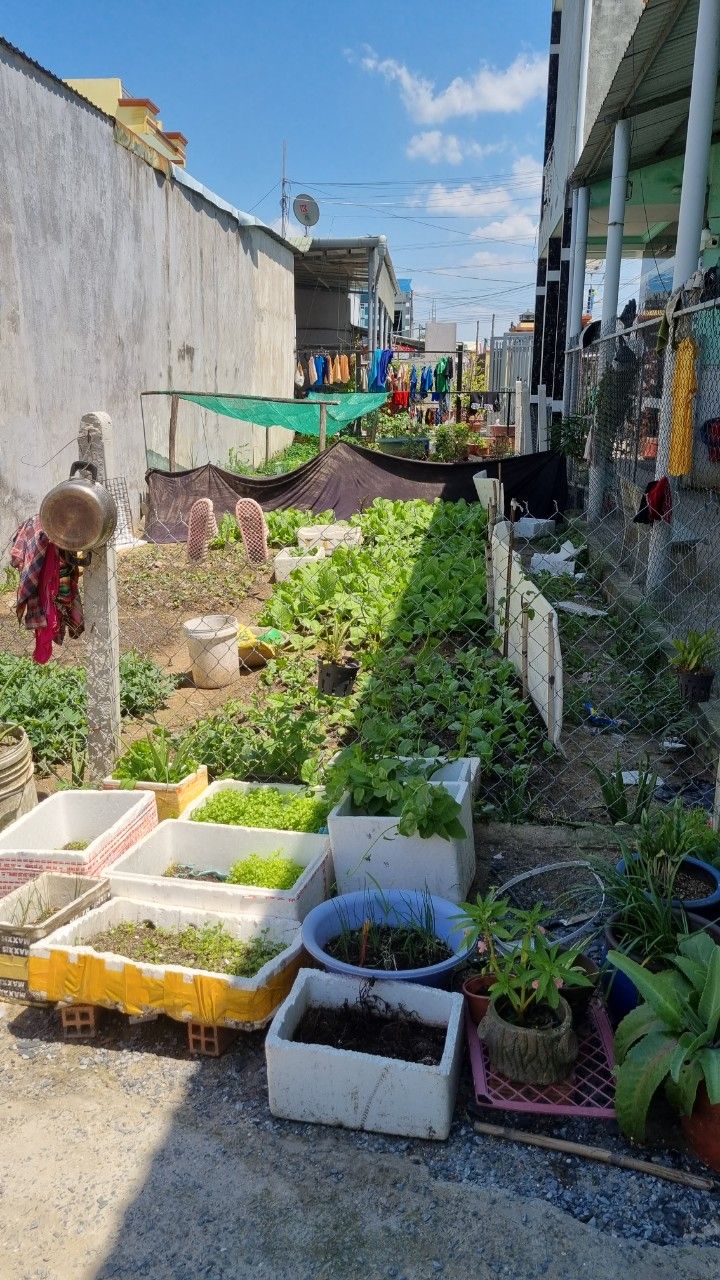 Bán đất xã Mỹ Hạnh Nam, Đức Hòa Long An Sổ Hồng Riêng