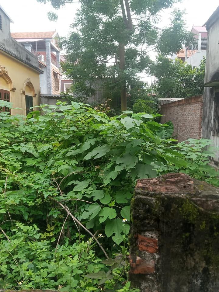 Chính chủ gửi bán lô đất giá công nhân ở khu mãn xá tây, hà mãn, thuận thành, bắc ninh