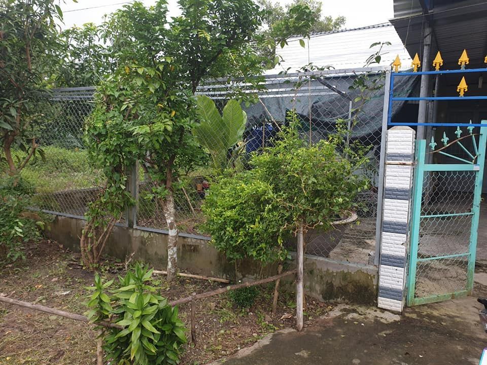 BÁN NHÀ VÀ ĐẤT GIÁ RẺ VỊ THANH HẬU GIANG 14x20 có 123m thổ cư, hàng rào kiên cố bao quanh