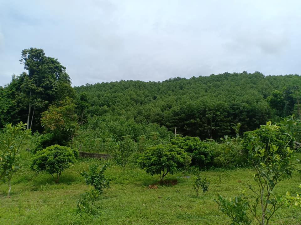 Bán 550m có 100m đất ở. cách trục chính thị trấn kim bôi 800m. Đường nhựa ô tô vào tận đất.