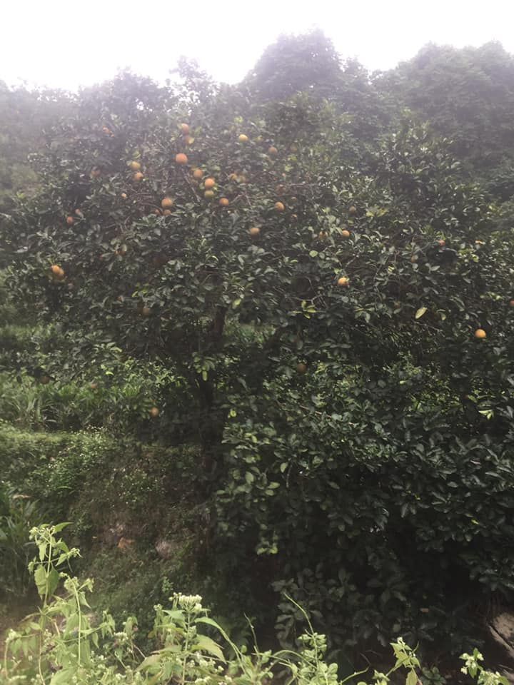 Bán lô đất với Dt gần 10h ô tô đi đường bê tông vào tận đất lương Sơn Hoà Bình