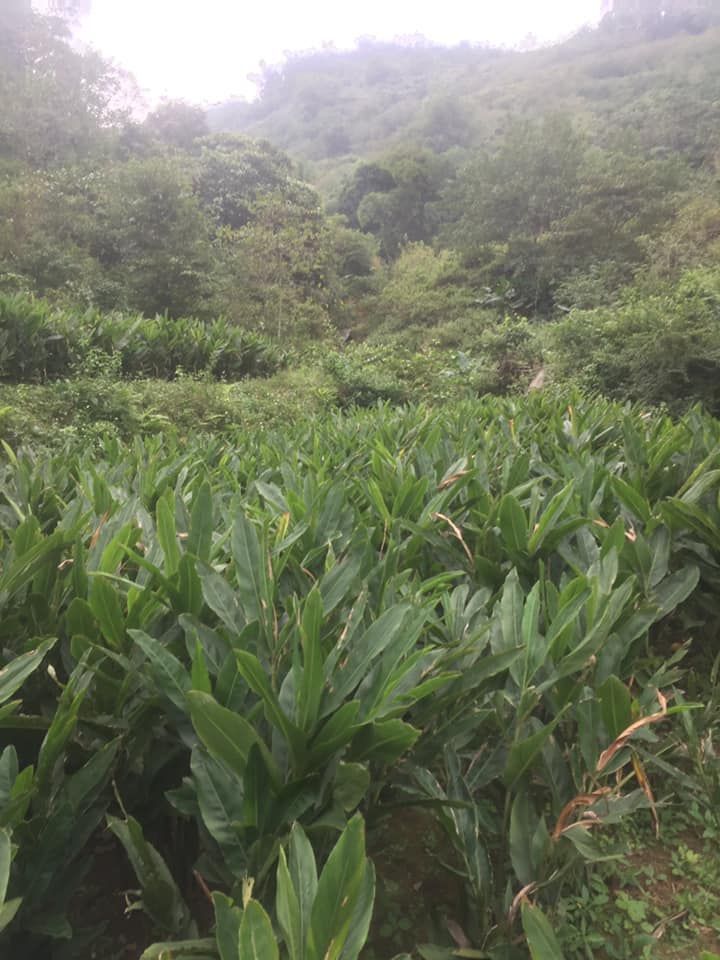 Bán lô đất với Dt gần 10h ô tô đi đường bê tông vào tận đất lương Sơn Hoà Bình