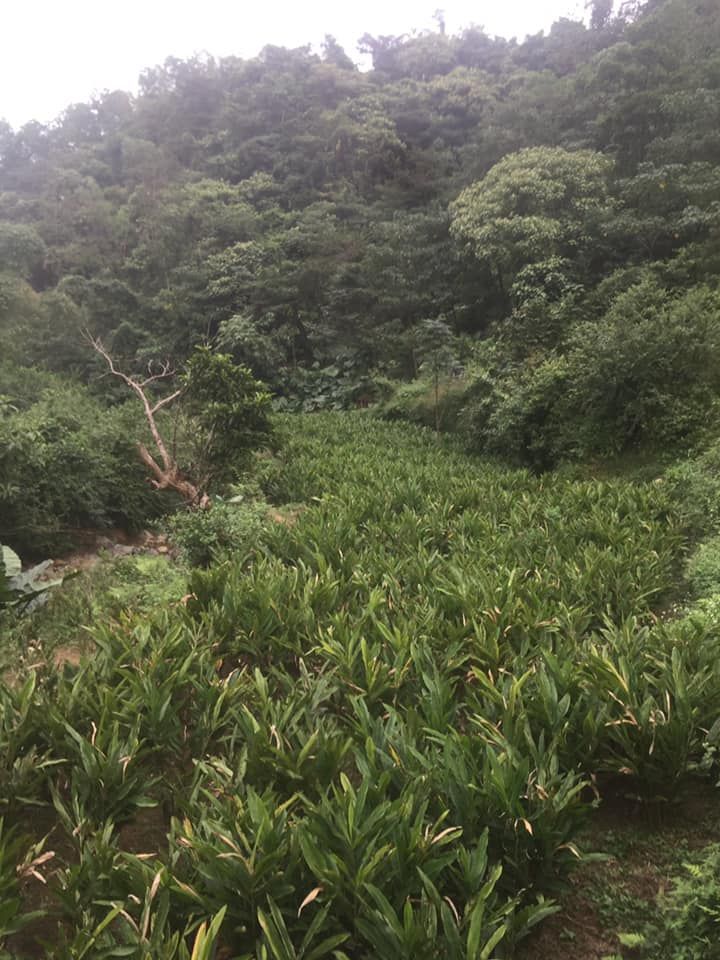 Bán lô đất với Dt gần 10h ô tô đi đường bê tông vào tận đất lương Sơn Hoà Bình