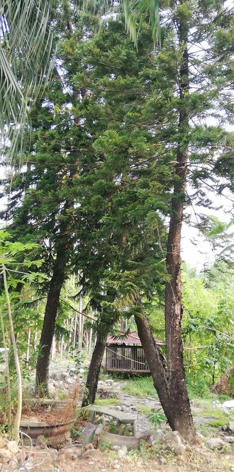 Cho thuê gần 1.5ha đất + nhà khu Phố Viên (gần ĐẠI HỌC MỎ, BỆNH VIỆN PHƯƠNG ĐÔNG