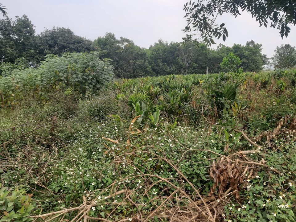 Bán 3500m² đất, có 200m² đất thổ cư Lương Sơn Hòa Bình khu hót nhất trong huyện lương sơn