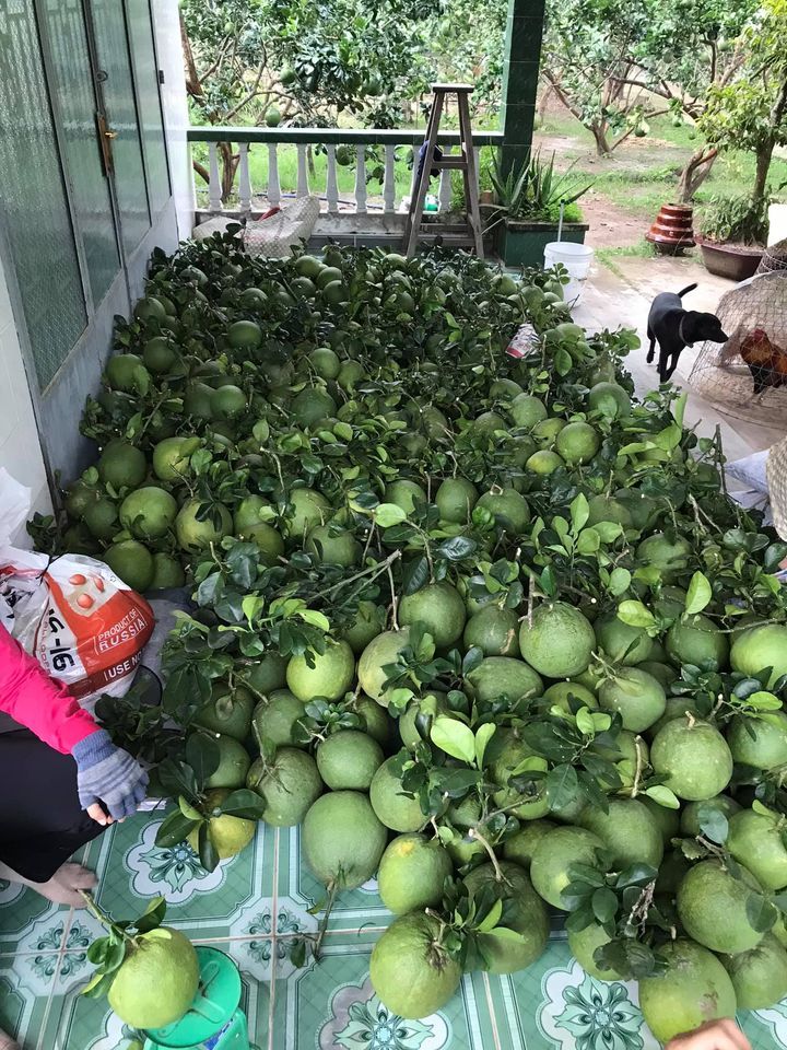 Cần bán 5000m2 đất nông nghiệp trồng bưởi da xanh xen cam và dừa xiêm xanh An Phước, Châu Thành