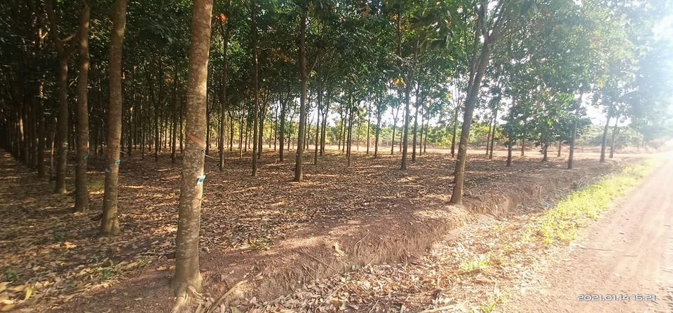 Bán Lô 2 mặt tiền đường quy hoạch. Hơn 2ha giá đầu tư tại vị trí đầu tư. Đất thuộc đồng phú.