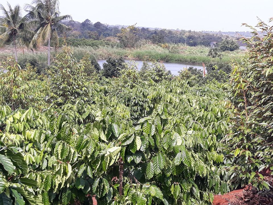 BÁN RẪY ĐẤT ĐỎ BAZAN ĐẸP Diện tích:2ha đất đỏ vuông vắn có 1500 cây cà phê mới trồng 4 năm
