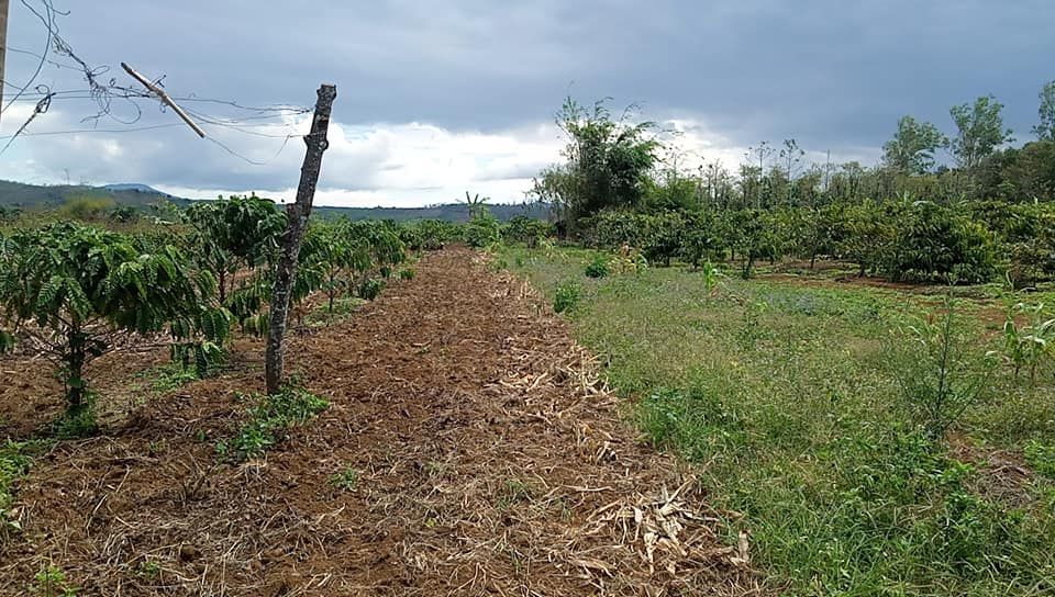 cần bán gấp 2.5ha đất cà phê tiêu bằng tuyệt đối đăk nrung.thích hợp làm fam.nghỉ dưỡng Gia đình