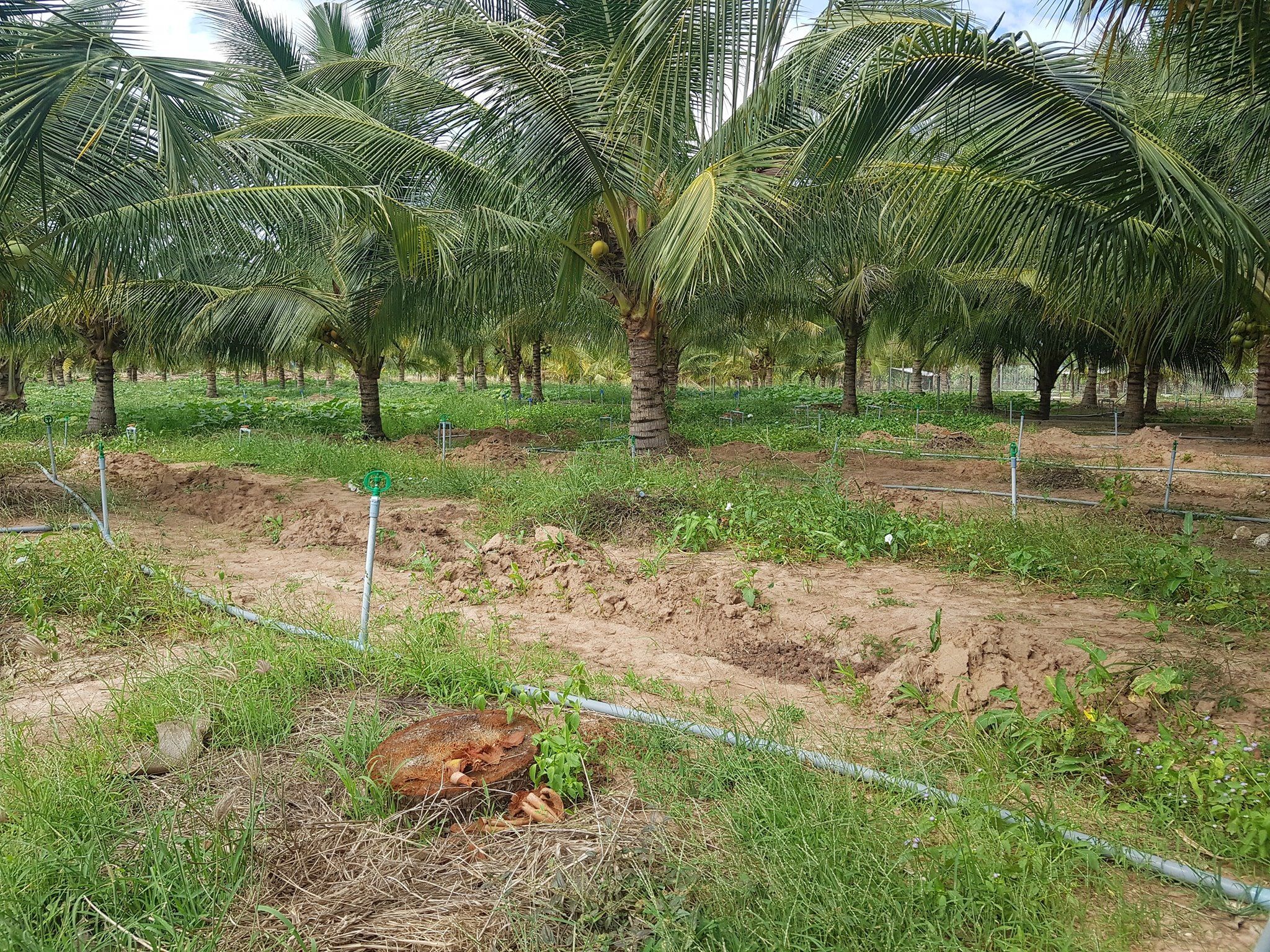 Chính chủ cần ra lô đất sau lưng khu công nghiệp hàm kiệm 1. DT 10.437m2 Trên đất có vườn dừa