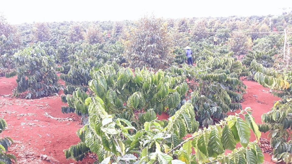 BÁN RẪY ĐẤT ĐỎ BAZAN ĐẸP Diện tích:2ha đất đỏ vuông vắn có 1500 cây cà phê mới trồng 4 năm