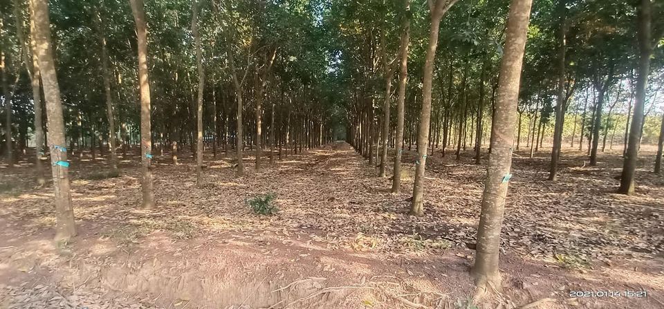 Bán Lô 2 mặt tiền đường quy hoạch. Hơn 2ha giá đầu tư tại vị trí đầu tư. Đất thuộc đồng phú.