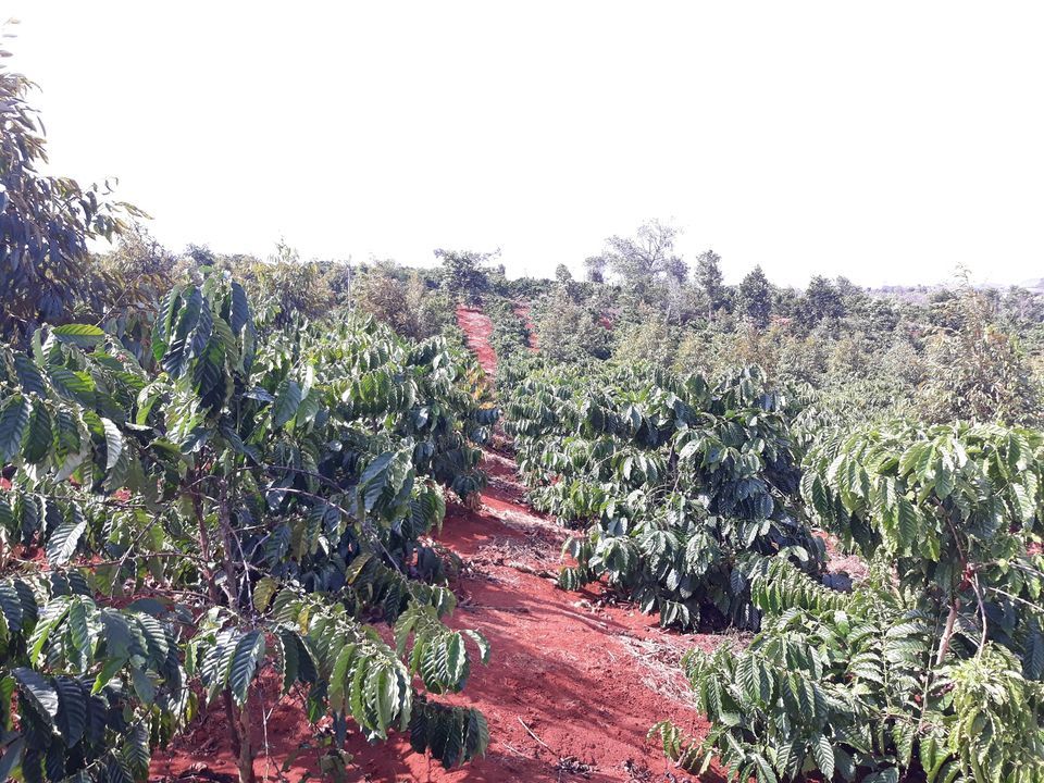 BÁN RẪY ĐẤT ĐỎ BAZAN ĐẸP Diện tích:2ha đất đỏ vuông vắn có 1500 cây cà phê mới trồng 4 năm