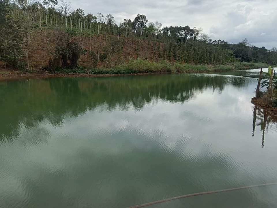 cần bán gấp 2.5ha đất cà phê tiêu bằng tuyệt đối đăk nrung.thích hợp làm fam.nghỉ dưỡng Gia đình