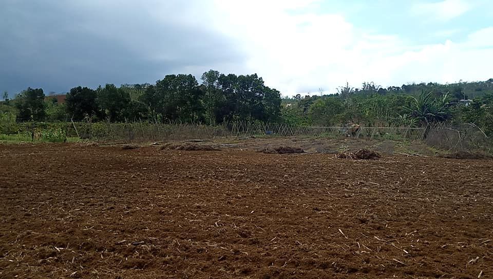 cần bán gấp 2.5ha đất cà phê tiêu bằng tuyệt đối đăk nrung.thích hợp làm fam.nghỉ dưỡng Gia đình