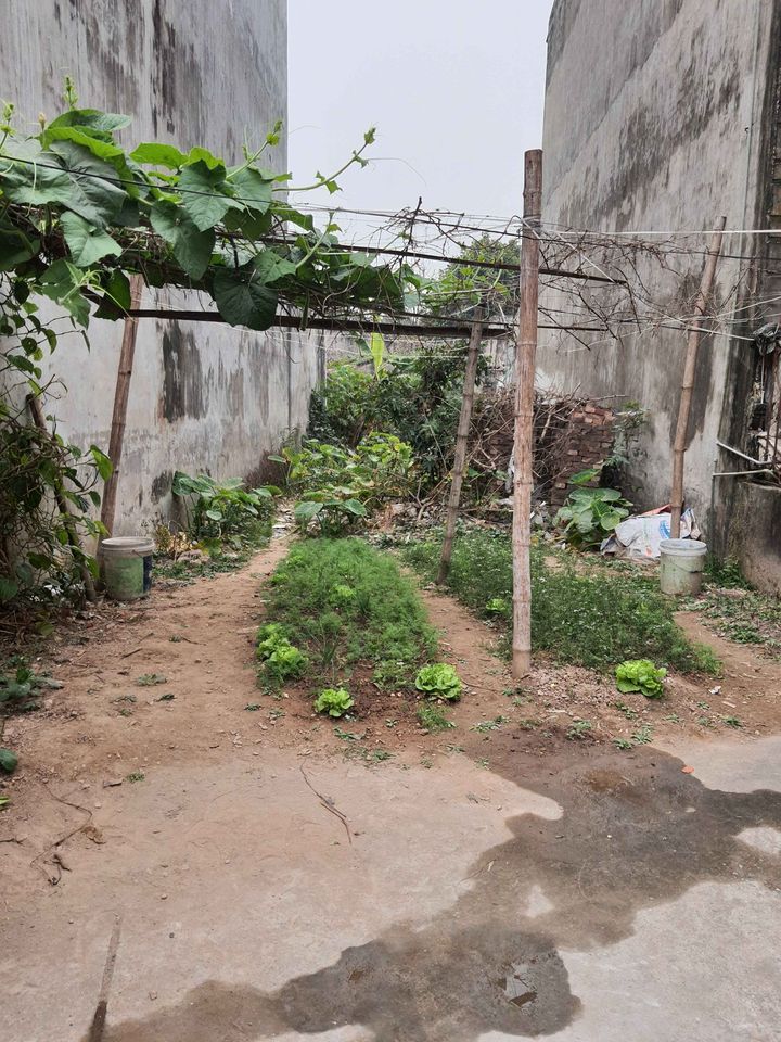 Bán nhanh lô đất tại Văn Nhuế-Bần Yên Nhân-TX Mỹ Hào Sổ đỏ chính chủ Diện tích 105m2