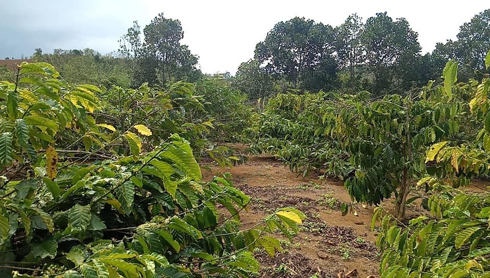 cần bán gấp 2.5ha đất cà phê tiêu bằng tuyệt đối đăk nrung.thích hợp làm fam.nghỉ dưỡng Gia đình