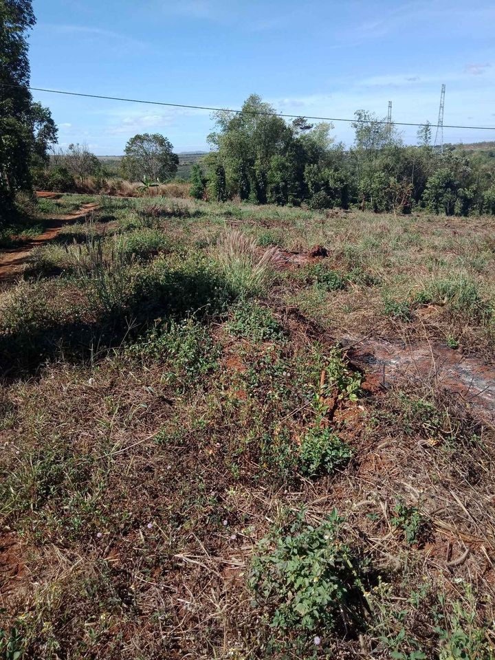 Bán đất giảm giá cực mạnh trước tết công khai 780 triệu Xã Diễn phú pleiku Diện tích 5300m2
