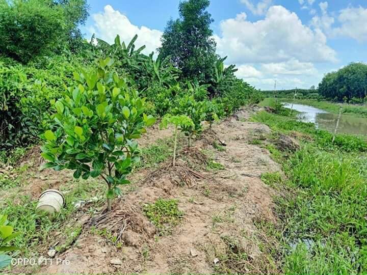Bán 5.000m2 đất mặt tiền lộ nhựa thị trấn Cây Dương, Phụng Hiệp, Hậu Giang Pháp lý 300m2 ODT