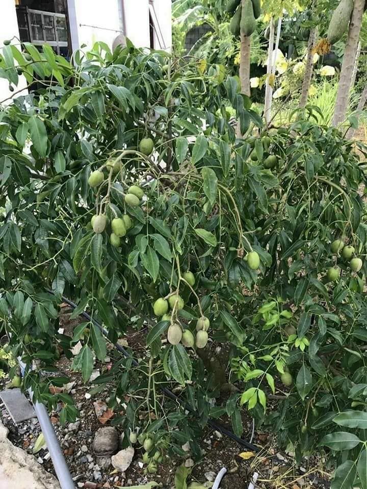 cần bán gấp nhà vườn bao đẹp đầy đủ tiện nghi Ấp 6 Nhị Thành Thủ Thừa Đường betong xe 7 chổ