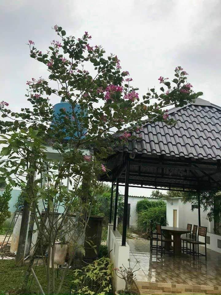 cần bán gấp nhà vườn bao đẹp đầy đủ tiện nghi Ấp 6 Nhị Thành Thủ Thừa Đường betong xe 7 chổ
