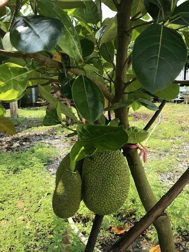 cần bán gấp nhà vườn bao đẹp đầy đủ tiện nghi Ấp 6 Nhị Thành Thủ Thừa Đường betong xe 7 chổ