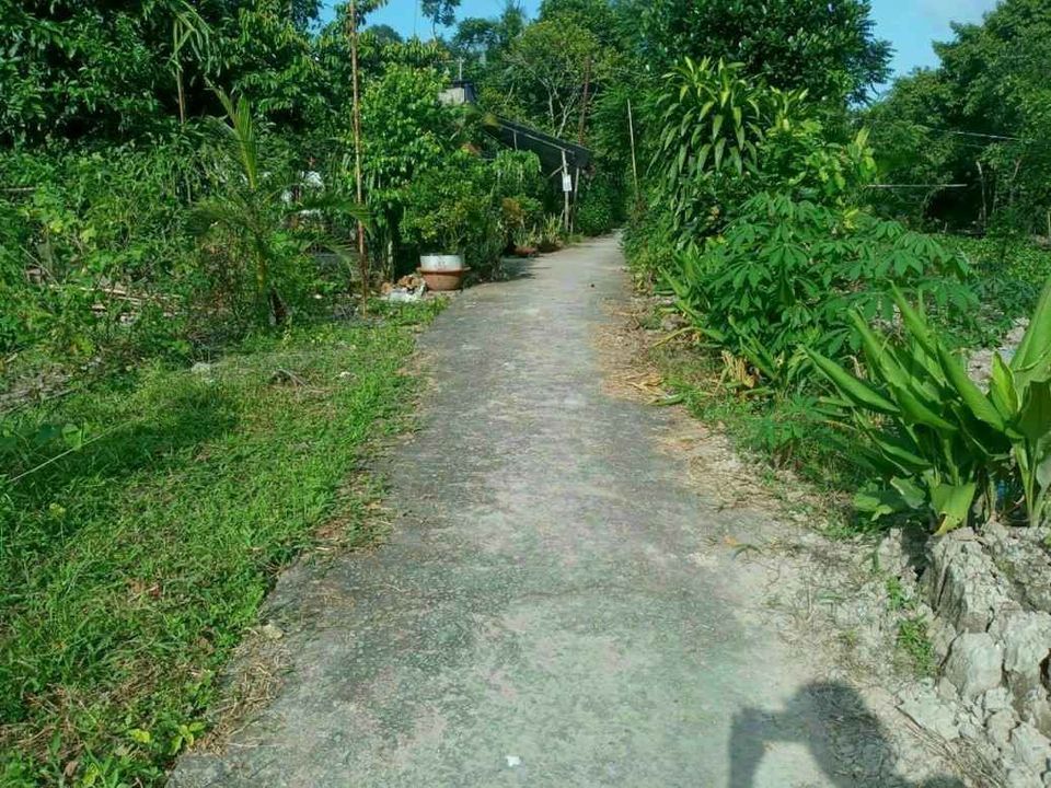 BÁN NỀN THỔ CƯ KÊNH 59 VỊ TÂN, TP. VỊ THANH, HG Nền cao ráo. Đất đẹp vuông vứt