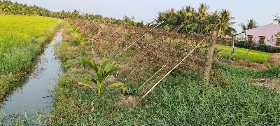 Bán Đất ruộng đã lên bờ ở Bình Thành Giồng Trôm Bến Tre Diện tích 2.8 công ngang 10m nở hậu
