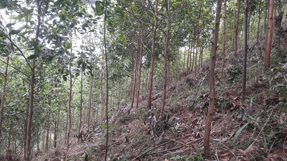 Bán đất vườn, đồi 1,8ha: Đất vườn 1.200m; đất đồi 16.800m đã trồng keo 1,5ha Có điện Tổ Khuổi Lặng