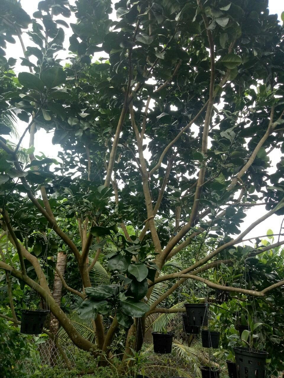 Bán 1000m2 Đất vườn bưởi chính chủ, cách cầu Rạch Miễu 1km hướng về bến phà cũ Call 0978797575