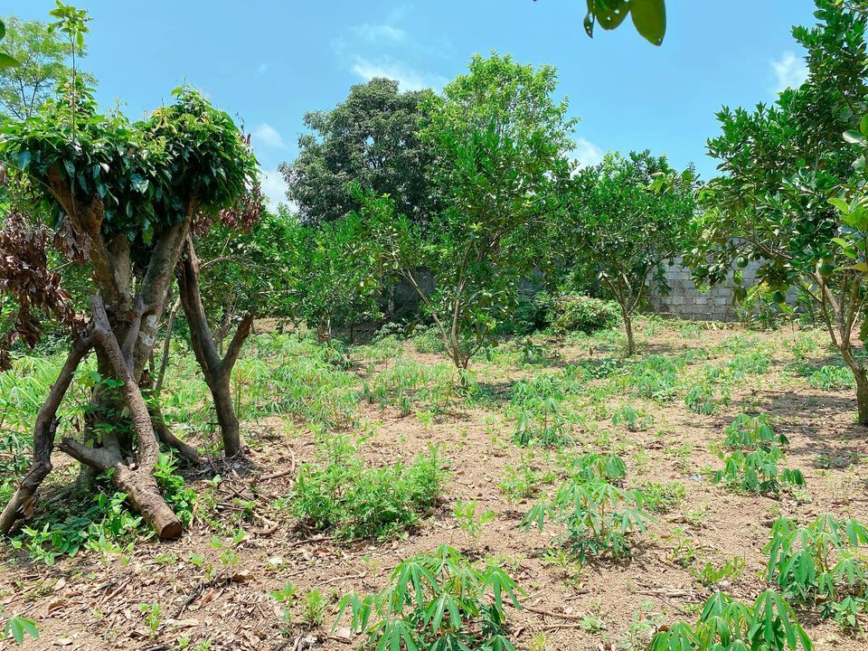 Đất thủ đô Hà Nội mà lại rẻ hơn đất Hoà Bình, 1607m2, 1500m thổ cư, An Phú Mỹ Đức Hà Nội