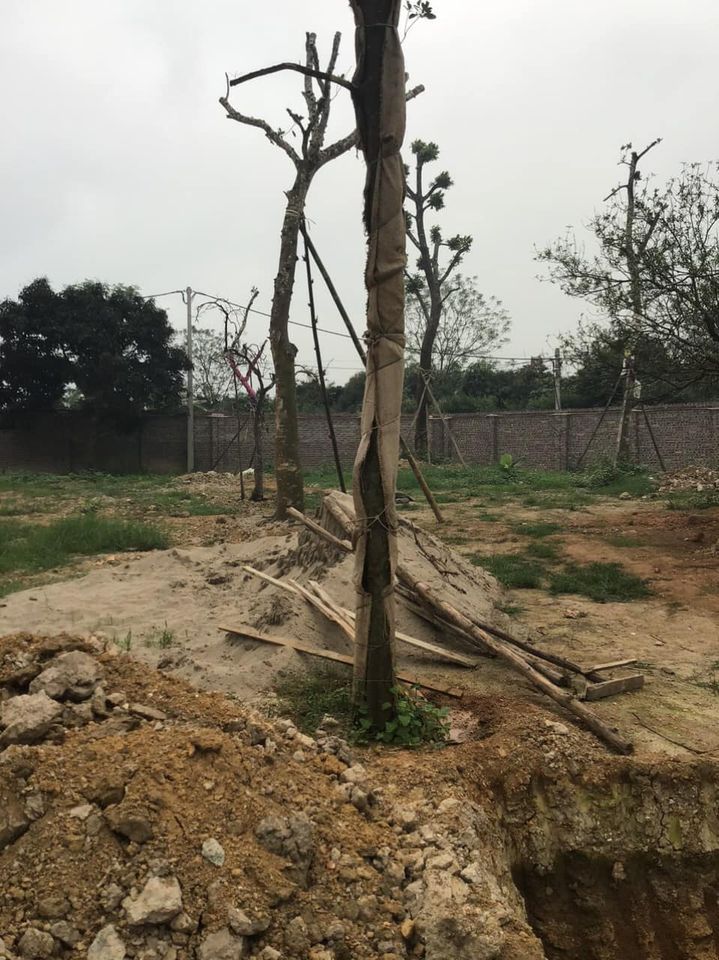 chính chủ do cần tiền làm ăn cần bán miếng đất diện tích 5129 m2 Tân hoà Hoà sơn Lương Sơn
