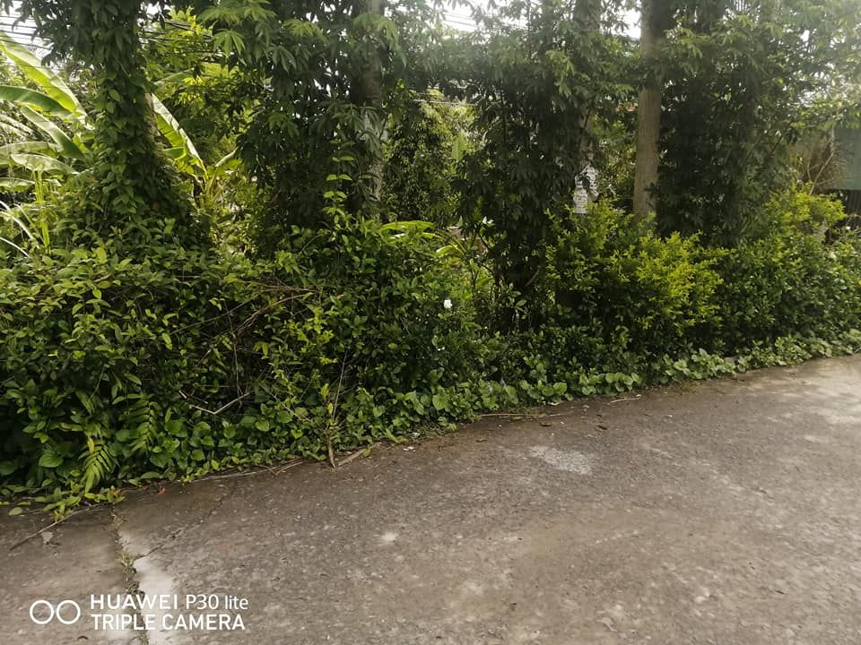 Bán đất đường kênh tắc, ấp 5 xã Vị TÂN TP VỊ THANH HẬU GIANG Diện tích 10x57m có 300m thổ cư