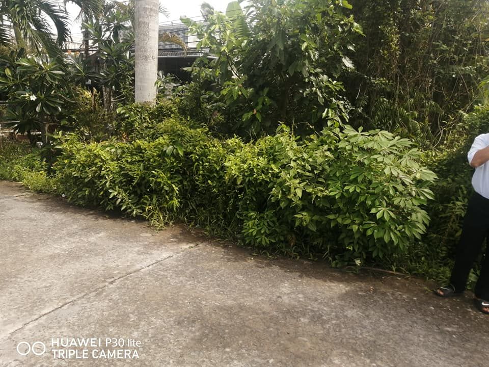 Bán đất đường kênh tắc, ấp 5 xã Vị TÂN TP VỊ THANH HẬU GIANG Diện tích 10x57m có 300m thổ cư