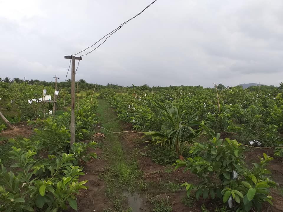 BÁN LÔ ĐẤT RUỘNG ĐANG TRỒNG CÂY ĂN TRÁI,TẠI PHƯỜNG ĐÔ VINH.LÔ ĐẤT RÀO LƯỚI B40 XUNG QUANH,ĐƯỜNG 4m