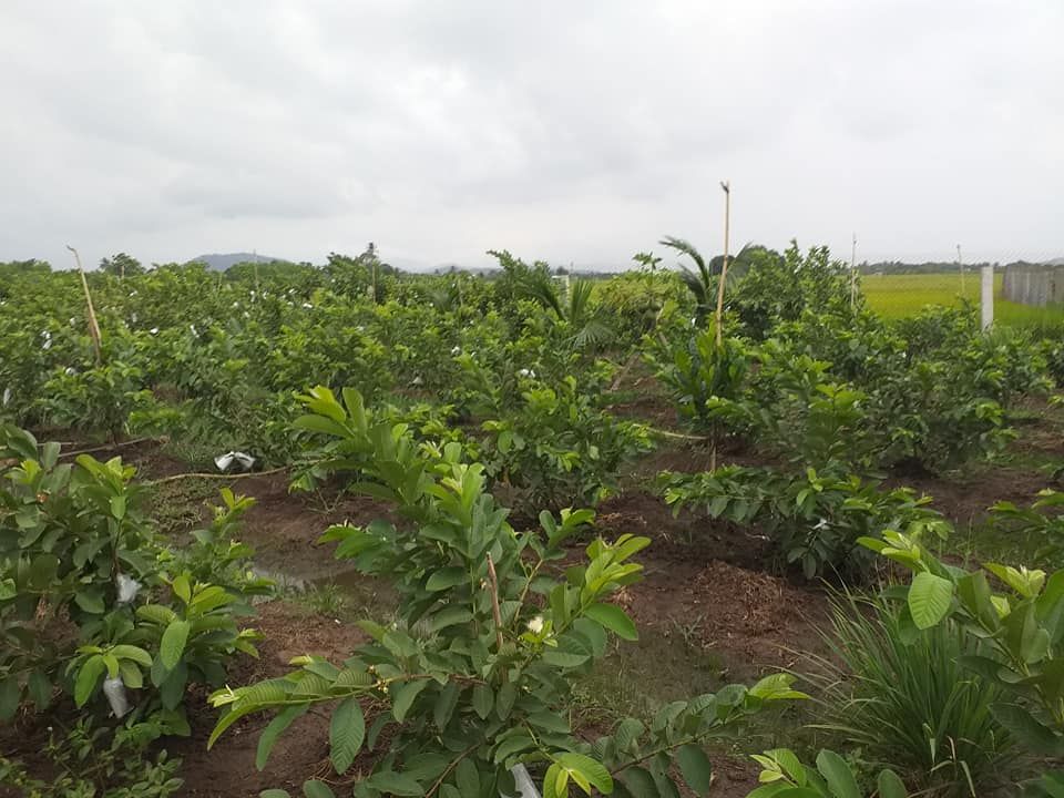 BÁN LÔ ĐẤT RUỘNG ĐANG TRỒNG CÂY ĂN TRÁI,TẠI PHƯỜNG ĐÔ VINH.LÔ ĐẤT RÀO LƯỚI B40 XUNG QUANH,ĐƯỜNG 4m
