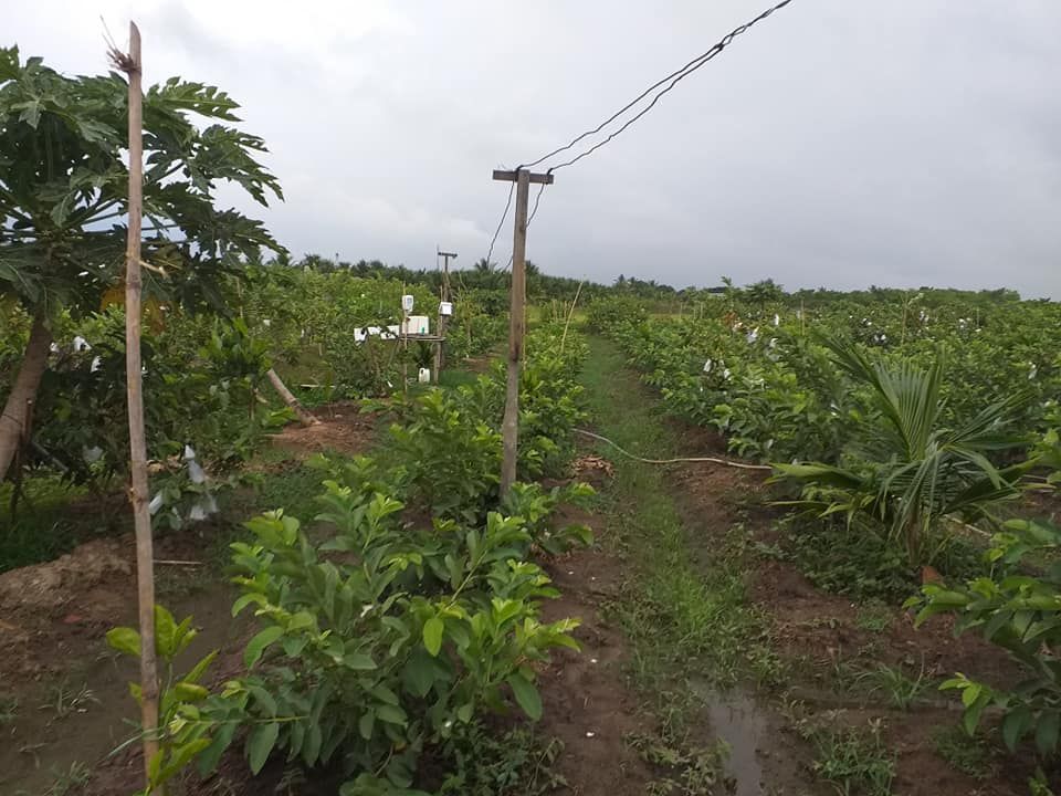 BÁN LÔ ĐẤT RUỘNG ĐANG TRỒNG CÂY ĂN TRÁI,TẠI PHƯỜNG ĐÔ VINH.LÔ ĐẤT RÀO LƯỚI B40 XUNG QUANH,ĐƯỜNG 4m