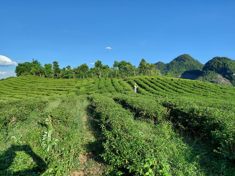 lô đất rộng 3 ha, xung quanh là ao hồ, trên là núi rừng già, có nước quanh năm,Tân Lập Mộc Châu