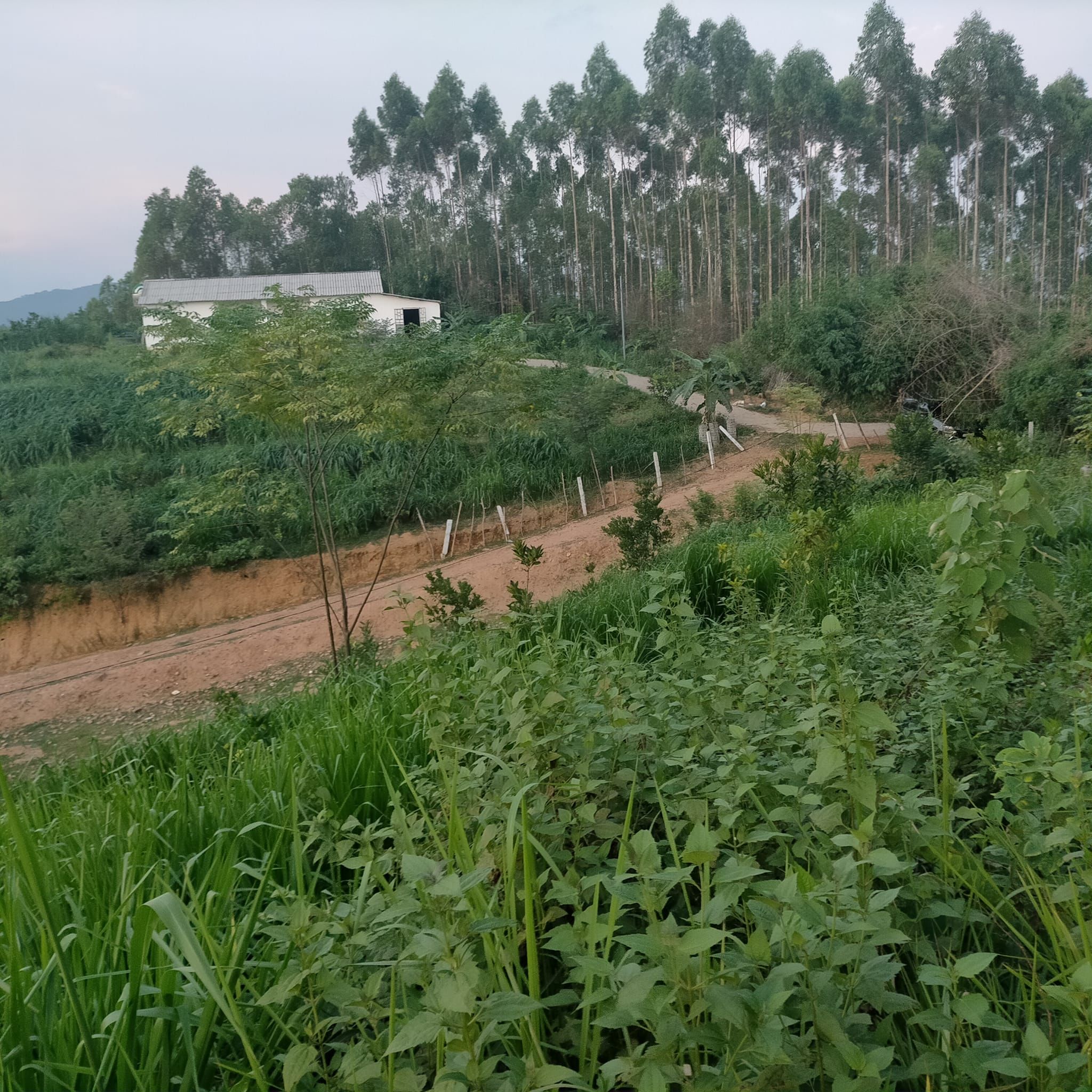 Bán trang trại rộng 4ha trong đó có 4000m2 áo tại xã hạ giáp phù Ninh phú thọ